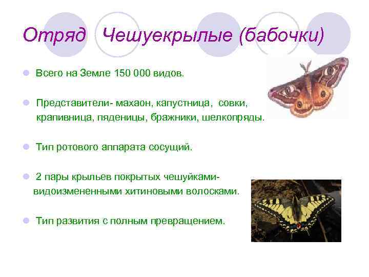 Отряд Чешуекрылые (бабочки) l Всего на Земле 150 000 видов. l Представители- махаон, капустница,