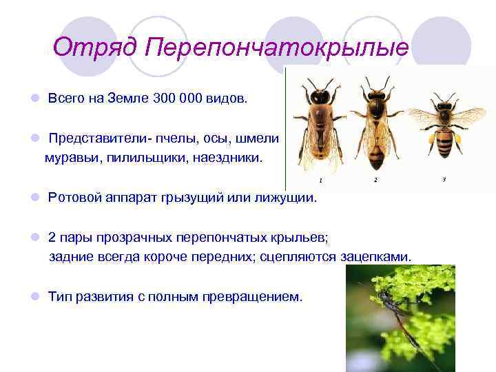 Отряд Перепончатокрылые l Всего на Земле 300 000 видов. l Представители- пчелы, осы, шмели