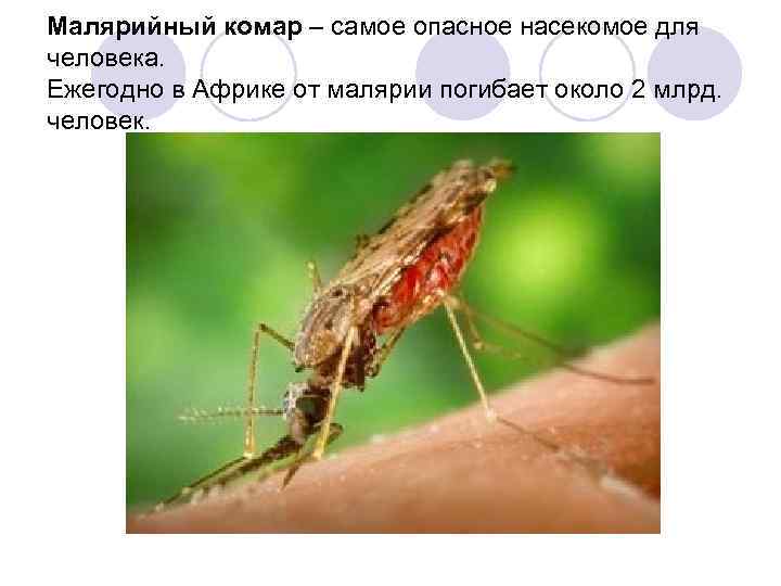 Малярийный комар – самое опасное насекомое для человека. Ежегодно в Африке от малярии погибает