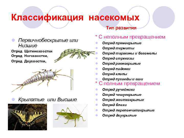 Классификация насекомых Тип развития l Первичнобескрылые или Низшие Отряд Щетинохвостки Отряд Ногохвостки, Отряд Двухвостки,