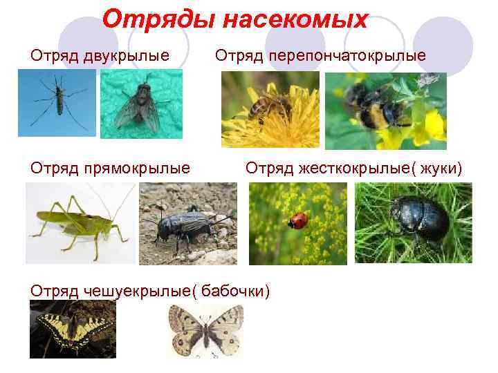 Отряды насекомых Отряд двукрылые Отряд прямокрылые Отряд перепончатокрылые Отряд жесткокрылые( жуки) Отряд чешуекрылые( бабочки)