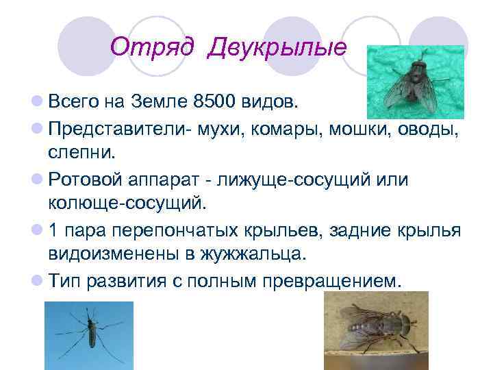Отряд Двукрылые l Всего на Земле 8500 видов. l Представители- мухи, комары, мошки, оводы,