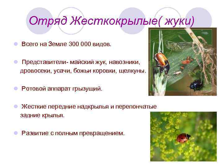 Отряд Жесткокрылые( жуки) l Всего на Земле 300 000 видов. l Представители- майский жук,
