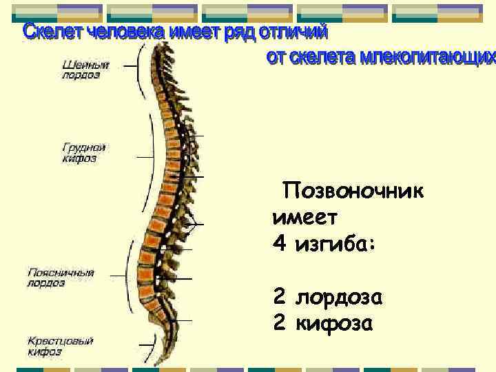 Позвоночник имеет 4 изгиба: 2 лордоза 2 кифоза 