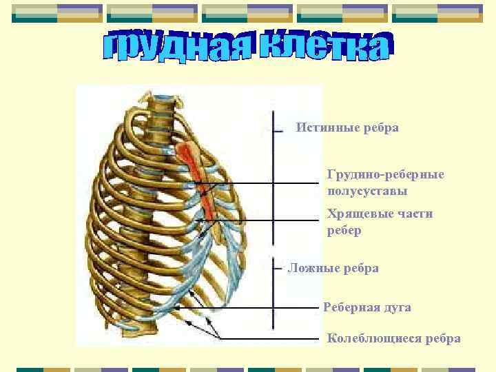 Истинные ребра Грудино-реберные полусуставы Хрящевые части ребер Ложные ребра Реберная дуга Колеблющиеся ребра 