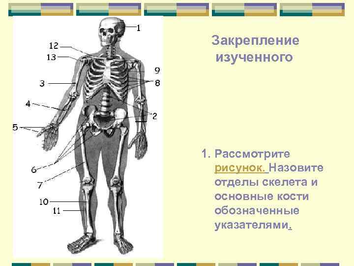 Закрепление изученного 1. Рассмотрите рисунок. Назовите отделы скелета и основные кости обозначенные указателями. 