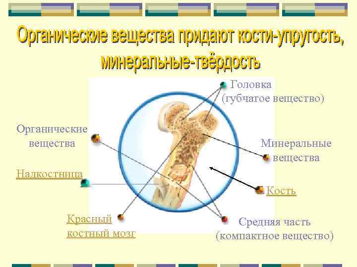 Головка (губчатое вещество) Органические вещества Минеральные вещества Надкостница Кость Красный костный мозг Средняя часть