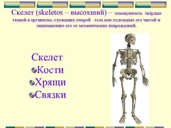 Скелет (skeletos – высохший) – совокупность твёрдых тканей в организме, служащих опорой тела или