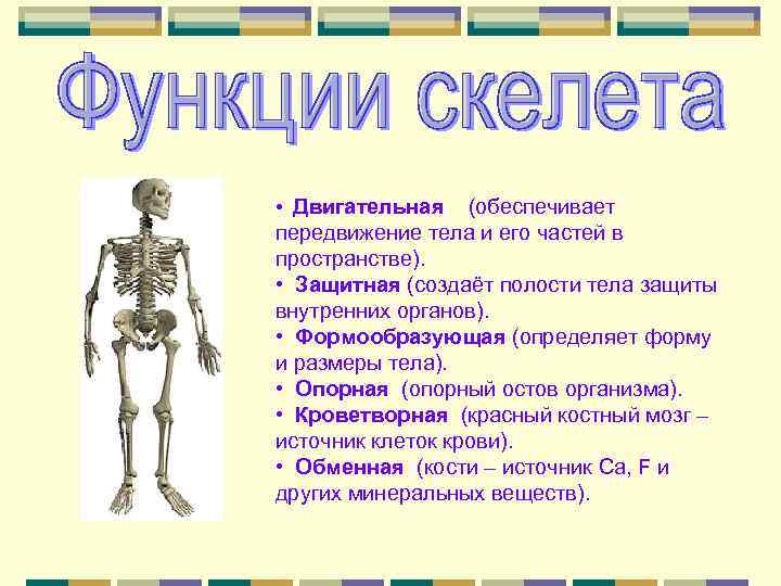 К внутреннему скелету относятся. Функции скелета. Строение и функции скелета. Двигательная функция скелета. Защитная функция скелета.
