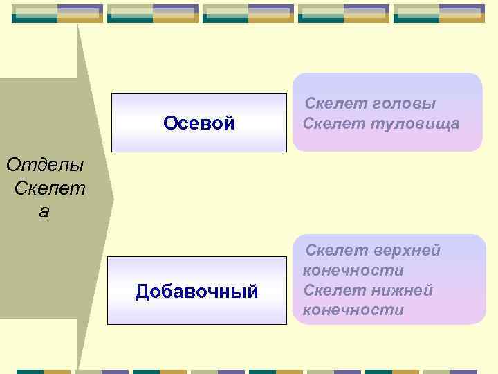 Осевой Скелет головы Скелет туловища Отделы Скелет а Добавочный Скелет верхней конечности Скелет нижней