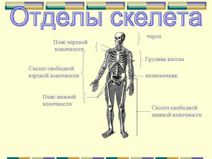 Пояс верхней конечности череп Грудная клетка Скелет свободной верхней конечности Пояс нижней конечности позвоночник