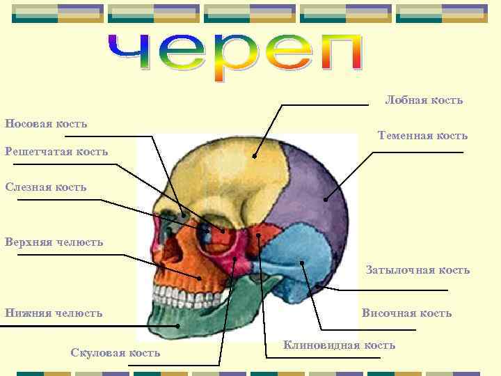 Лобная кость Носовая кость Теменная кость Решетчатая кость Слезная кость Верхняя челюсть Затылочная кость