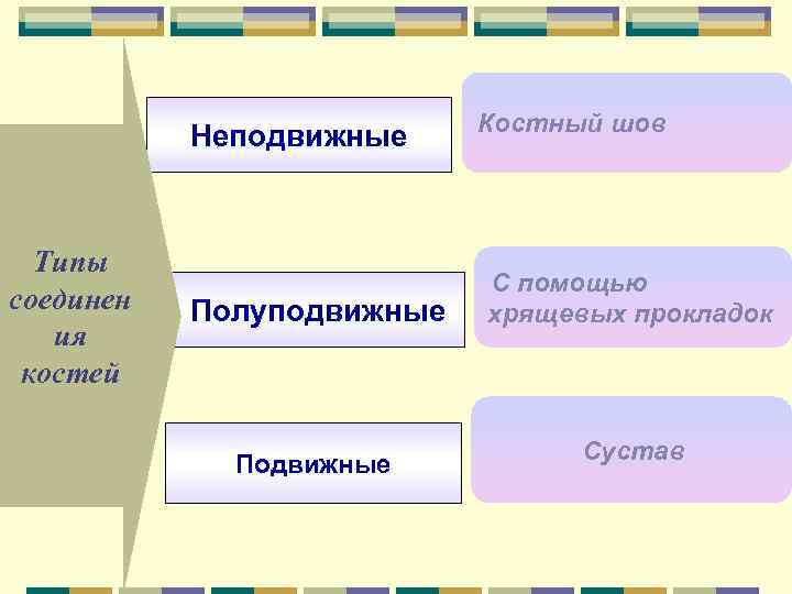 Неподвижные Типы соединен ия костей Полуподвижные Подвижные Костный шов С помощью хрящевых прокладок Сустав
