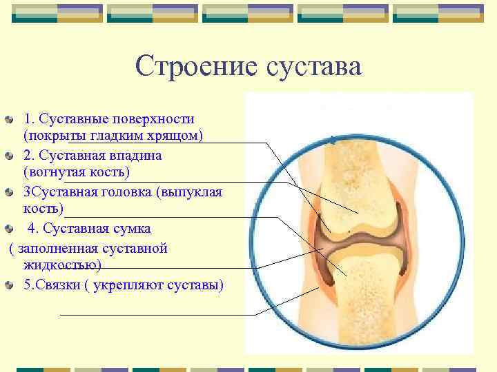 Строение сустава 1. Суставные поверхности (покрыты гладким хрящом) 2. Суставная впадина (вогнутая кость) 3