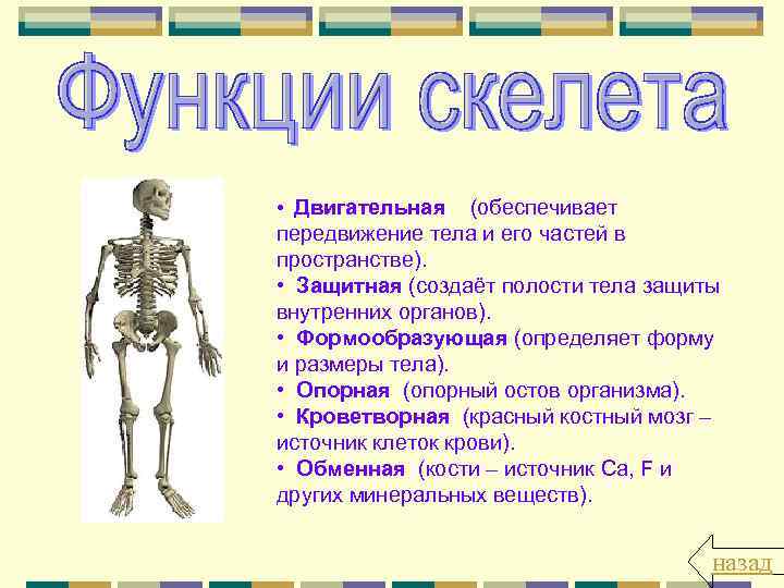  • Двигательная (обеспечивает передвижение тела и его частей в пространстве). • Защитная (создаёт