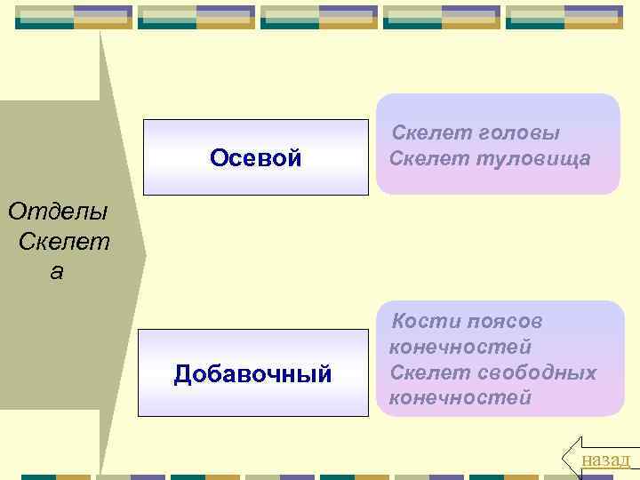 Осевой Скелет головы Скелет туловища Отделы Скелет а Добавочный Кости поясов конечностей Скелет свободных