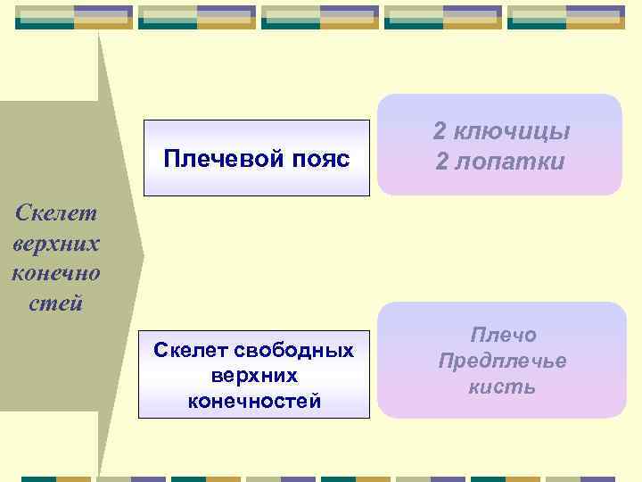 Плечевой пояс 2 ключицы 2 лопатки Скелет верхних конечно стей Скелет свободных верхних конечностей