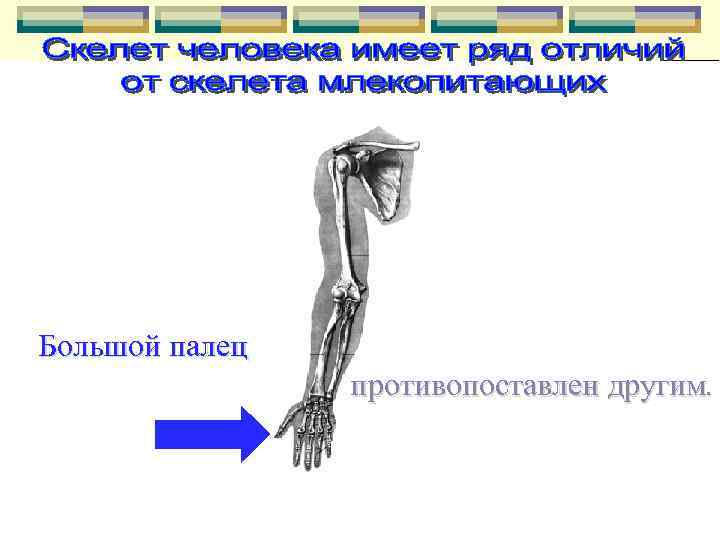 Большой палец противопоставлен другим. 