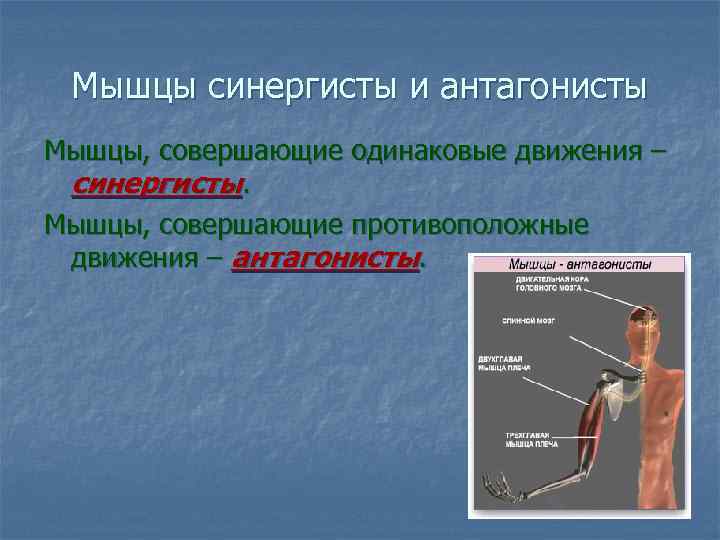 Мышцы синергисты и антагонисты Мышцы, совершающие одинаковые движения – синергисты. Мышцы, совершающие противоположные движения