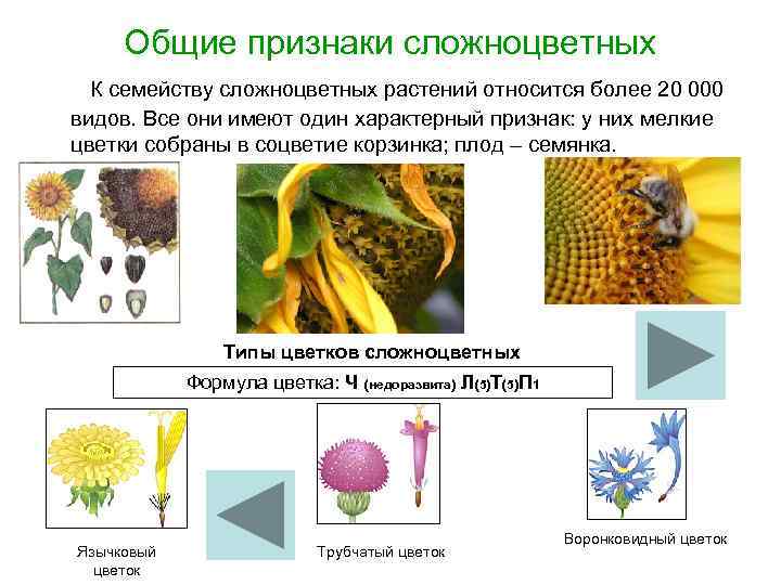 Общие признаки сложноцветных К семейству сложноцветных растений относится более 20 000 видов. Все они