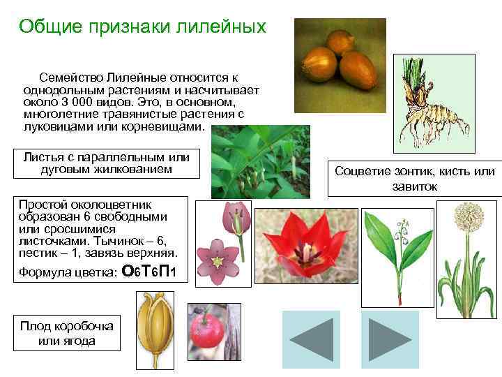 Общие признаки лилейных Семейство Лилейные относится к однодольным растениям и насчитывает около 3 000