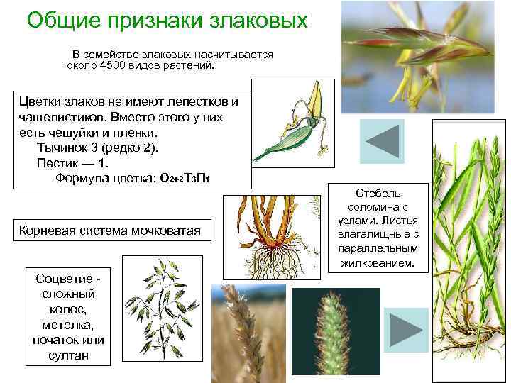 Общие признаки злаковых В семействе злаковых насчитывается около 4500 видов растений. Цветки злаков не