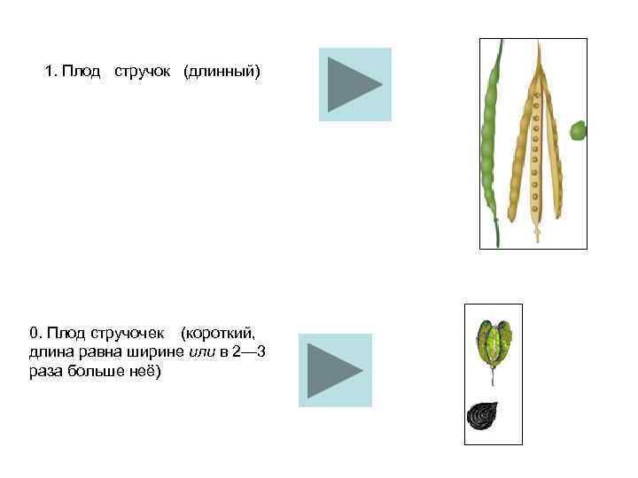 1. Плод стручок (длинный) 0. Плод стручочек (короткий, длина равна ширине или в 2—