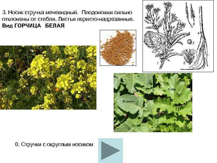 3. Носик стручка мечевидный. Плодоножки сильно отклонены от стебля. Листья перисто надрезанные. Вид ГОРЧИЦА