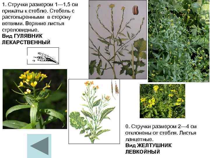 1. Стручки размером 1— 1, 5 см прижаты к стеблю. Стебель с растопыренными в