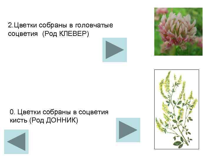 2. Цветки собраны в головчатые соцветия (Род КЛЕВЕР) 0. Цветки собраны в соцветия кисть