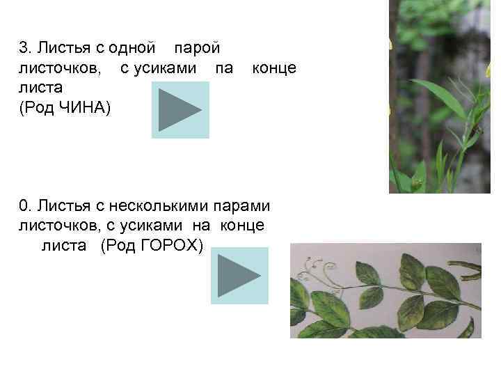 3. Листья с одной парой листочков, с усиками па конце листа (Род ЧИНА) 0.