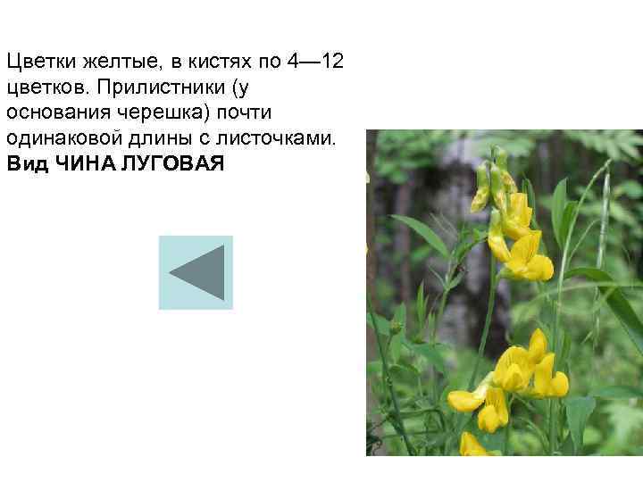 Цветки желтые, в кистях по 4— 12 цветков. Прилистники (у основания черешка) почти одинаковой