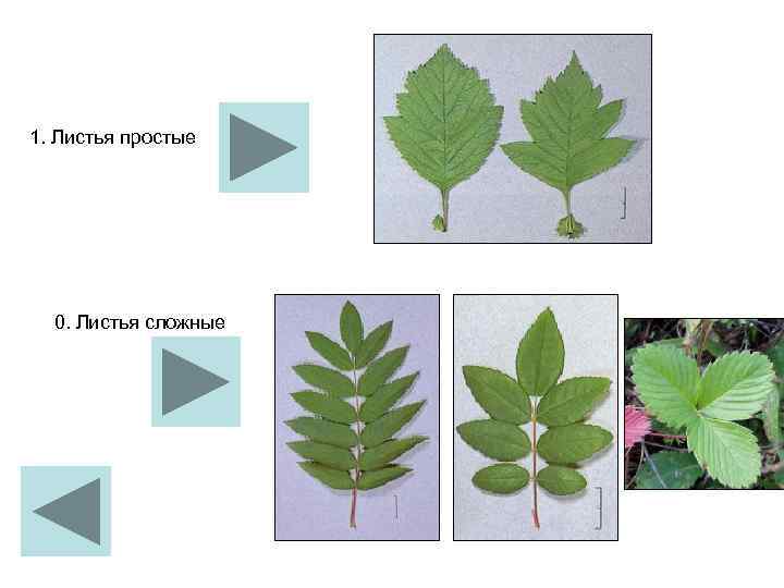 1. Листья простые 0. Листья сложные 