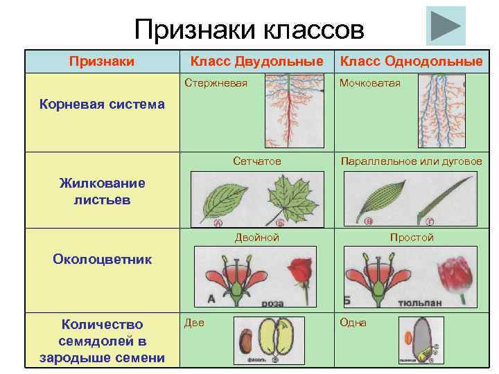 Признаки классов Признаки Класс Двудольные Стержневая Класс Однодольные Мочковатая Корневая система Сетчатое Параллельное или