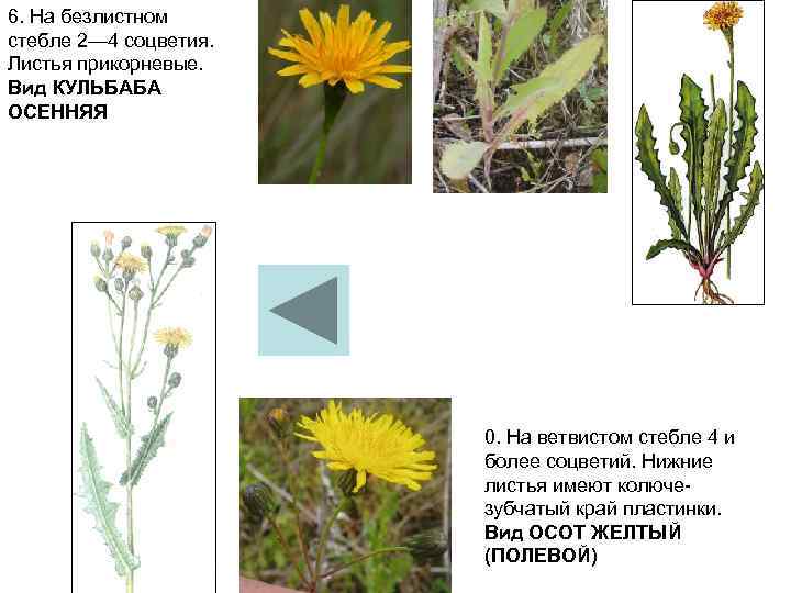 6. На безлистном стебле 2— 4 соцветия. Листья прикорневые. Вид КУЛЬБАБА ОСЕННЯЯ 0. На