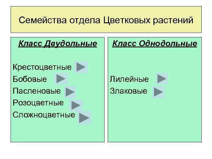 Семейства отдела Цветковых растений Класс Двудольные Крестоцветные Бобовые Пасленовые Розоцветные Сложноцветные Класс Однодольные Лилейные