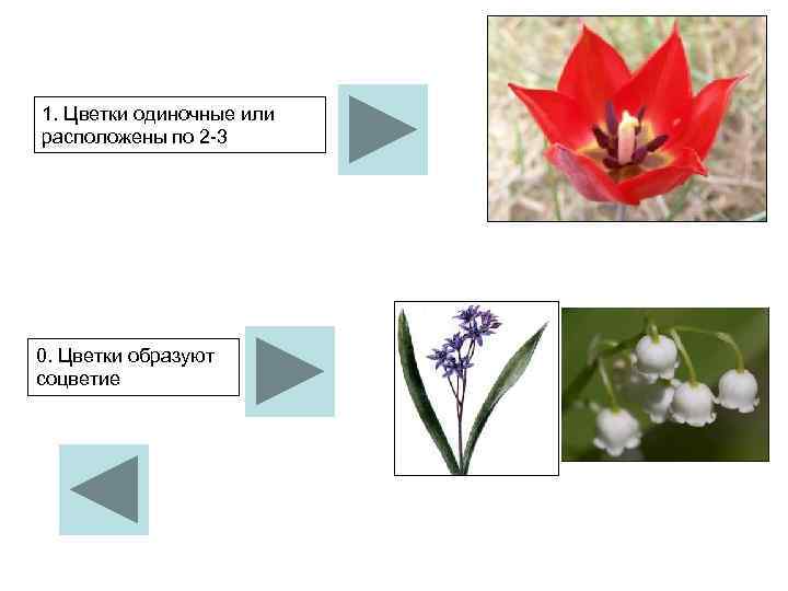 1. Цветки одиночные или расположены по 2 3 0. Цветки образуют соцветие 