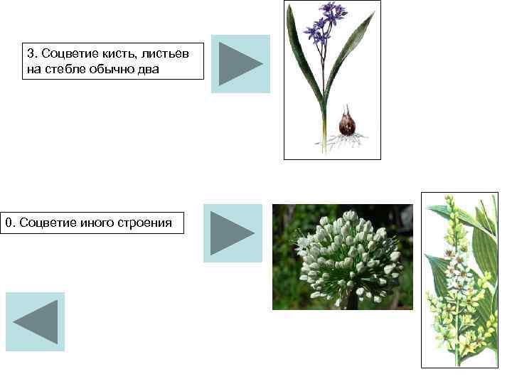 3. Соцветие кисть, листьев на стебле обычно два 0. Соцветие иного строения 