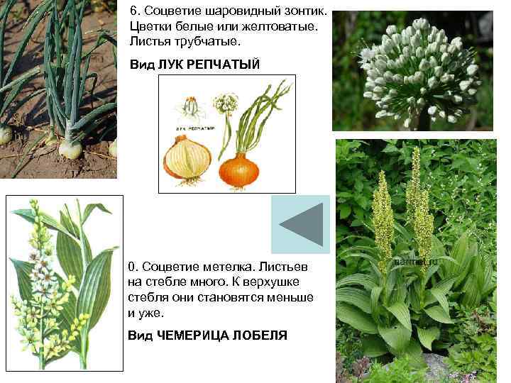 6. Соцветие шаровидный зонтик. Цветки белые или желтоватые. Листья трубчатые. Вид ЛУК РЕПЧАТЫЙ 0.