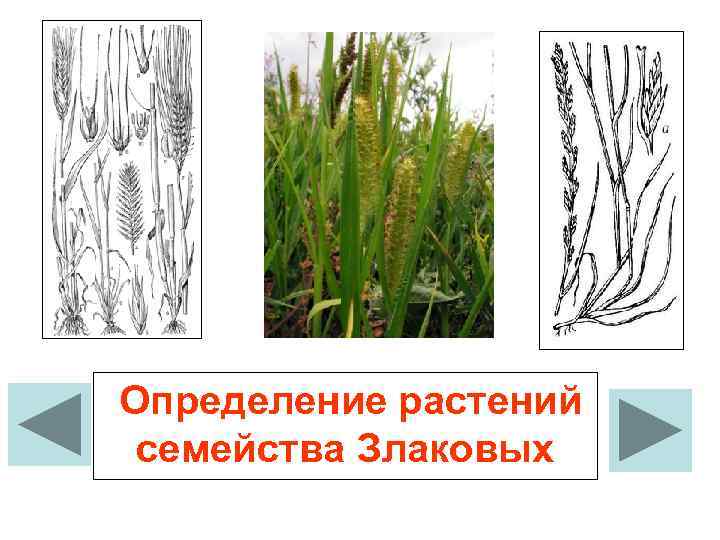  Определение растений семейства Злаковых 