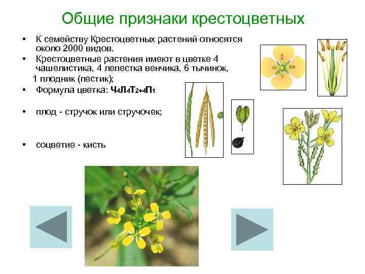 Общие признаки крестоцветных • К семейству Крестоцветных растений относятся около 2000 видов. • Крестоцветные