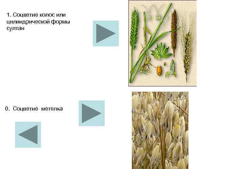 1. Соцветие колос или цилиндрической формы султан 0. Соцветие метелка 