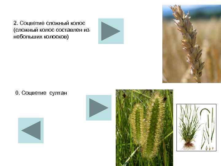 2. Соцветие сложный колос (сложный колос составлен из небольших колосков) 0. Соцветие султан 