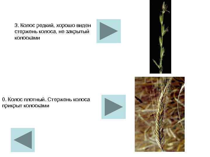 3. Колос редкий, хорошо виден стержень колоса, не закрытый колосками 0. Колос плотный. Стержень