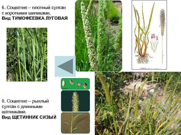 6. Соцветие – плотный султан с короткими шипиками. Вид ТИМОФЕЕВКА ЛУГОВАЯ 0. Соцветие –