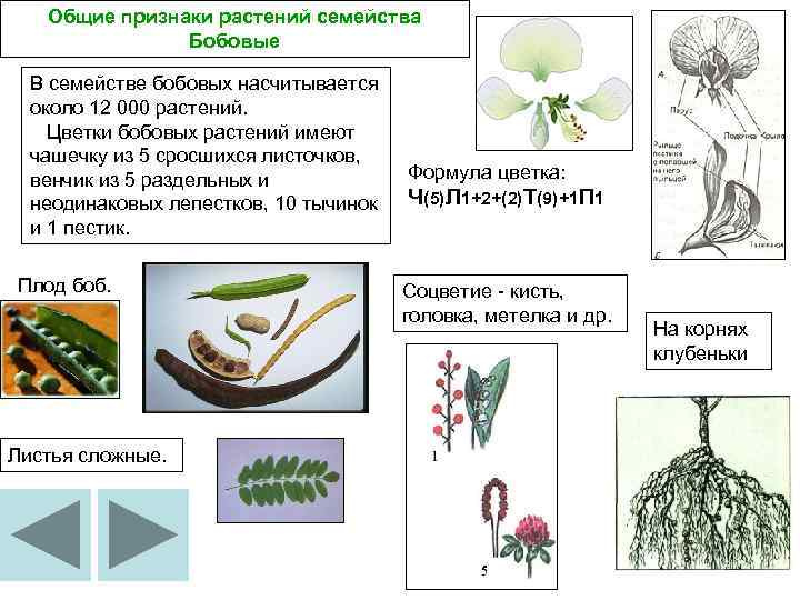 Определитель растений онлайн по фото бесплатно без регистрации в хорошем качестве на русском языке