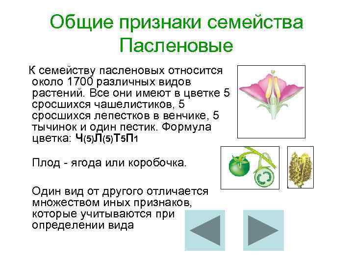 Общие признаки семейства Пасленовые К семейству пасленовых относится около 1700 различных видов растений. Все