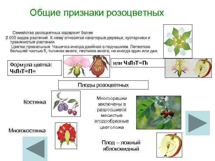 Общие признаки розоцветных Семейство розоцветных содержит более 2 000 видов растений. К нему относятся