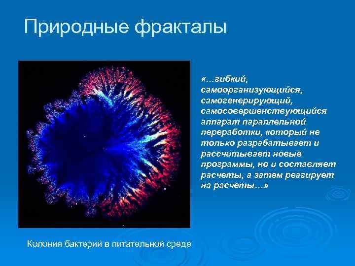 Природные фракталы «…гибкий, самоорганизующийся, самогенерирующий, самосовершенствующийся аппарат параллельной переработки, который не только разрабатывает и