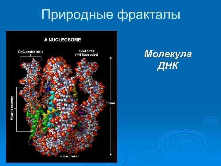 Природные фракталы Молекула ДНК 